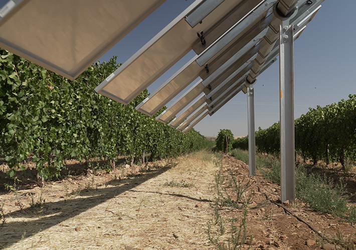 Foto Iberdrola pone en marcha en Toledo la primera planta agrovoltaica inteligente de España.